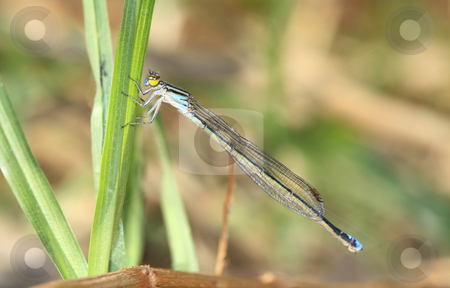 To use this stock image in your creative project, please select the size you need over to the right and click the "Add to Cart" button.
Your downloaded image will come with the Cutcaster watermark removed so don’t worry about the watermark you see on this page. Blue Dragon Fly stock photo, by Chris Alleaume
