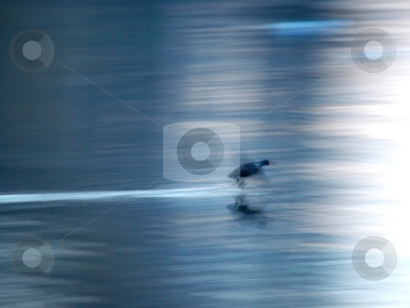 To use this stock image in your creative project, please select the size you need over to the right and click the "Add to Cart" button.
Your downloaded image will come with the Cutcaster watermark removed so don’t worry about the watermark you see on this page. A duck landing on a lake in high speed stock photo, A duck landing on a lake in high speed creating motion blur. by Arve Bettum