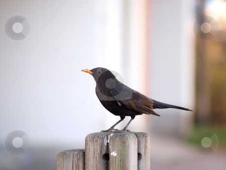 To use this stock image in your creative project, please select the size you need over to the right and click the "Add to Cart" button.
Your downloaded image will come with the Cutcaster watermark removed so don’t worry about the watermark you see on this page. Black bird stock photo, Turdus merula or black bird sitting on a wooden pole by Arve Bettum