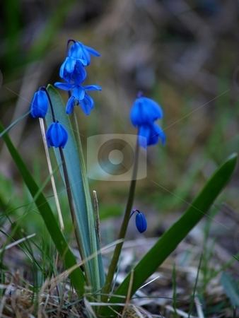 To use this stock image in your creative project, please select the size you need over to the right and click the "Add to Cart" button.
Your downloaded image will come with the Cutcaster watermark removed so don’t worry about the watermark you see on this page. Harebell stock photo, Harebell flowers on early stage at spring by Arve Bettum