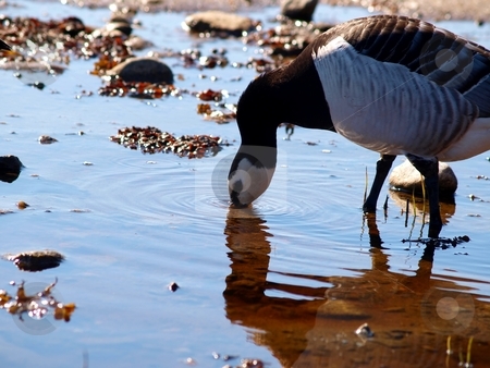 To use this stock image in your creative project, please select the size you need over to the right and click the "Add to Cart" button.
Your downloaded image will come with the Cutcaster watermark removed so don’t worry about the watermark you see on this page. Canada goose drinking water stock photo, One thirsty Canada goose having a zip of water, with a reflection of him self from the little pond by Arve Bettum