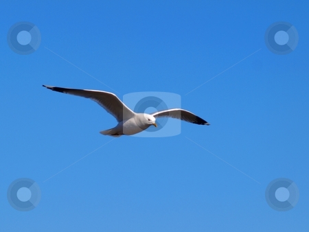 To use this stock image in your creative project, please select the size you need over to the right and click the "Add to Cart" button.
Your downloaded image will come with the Cutcaster watermark removed so don’t worry about the watermark you see on this page. Seagull in the sky stock photo, A Seagull in the sky, on blue background by Arve Bettum