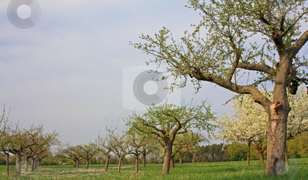To use this stock image in your creative project, please select the size you need over to the right and click the "Add to Cart" button.
Your downloaded image will come with the Cutcaster watermark removed so don’t worry about the watermark you see on this page. Spring meadow with flowering apple trees stock photo, Spring meadow with flowering apple trees in Frankfurt Main, Germany;
photographed in April 2009 by Manuela Schueler