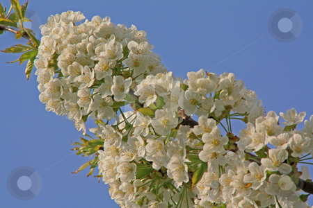 To use this stock image in your creative project, please select the size you need over to the right and click the "Add to Cart" button.
Your downloaded image will come with the Cutcaster watermark removed so don’t worry about the watermark you see on this page. Apple blossom stock photo, Bloomy apple tree in spring in germany, hessen by Manuela Schueler