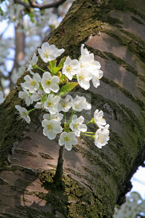 To use this stock image in your creative project, please select the size you need over to the right and click the "Add to Cart" button.
Your downloaded image will come with the Cutcaster watermark removed so don’t worry about the watermark you see on this page. Apple blossom stock photo, Bloomy apple tree in spring in germany, hessen by Manuela Schueler
