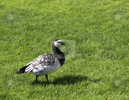 To use this stock image in your creative project, please select the size you need over to the right and click the "Add to Cart" button.
Your downloaded image will come with the Cutcaster watermark removed so don’t worry about the watermark you see on this page. Bird on the grass stock photo, A bird in a garden in Helsinki, Finland by Alessandro Rizzolli