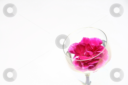 To use this stock image in your creative project, please select the size you need over to the right and click the "Add to Cart" button.
Your downloaded image will come with the Cutcaster watermark removed so don’t worry about the watermark you see on this page. Carnation 7 stock photo, by Tomo Photography