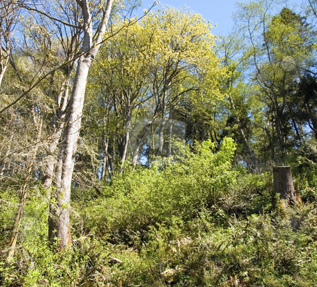 To use this stock image in your creative project, please select the size you need over to the right and click the "Add to Cart" button.
Your downloaded image will come with the Cutcaster watermark removed so don’t worry about the watermark you see on this page. Nature Spring Trees and Foliage Uphill stock photo, This nature shot feature new spring growth on trees and foliage with an uphill view of blue sky. by Valerie Garner