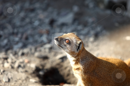 To use this stock image in your creative project, please select the size you need over to the right and click the "Add to Cart" button.
Your downloaded image will come with the Cutcaster watermark removed so don’t worry about the watermark you see on this page. Cynictis Penicillata stock photo, Yellow mongoose outdoors by Tom P.