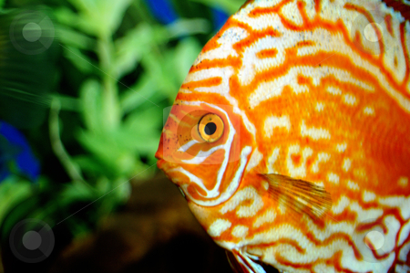 To use this stock image in your creative project, please select the size you need over to the right and click the "Add to Cart" button.
Your downloaded image will come with the Cutcaster watermark removed so don’t worry about the watermark you see on this page. Fishes stock photo, Colored fishes in an aquarium by Dragos Iliescu