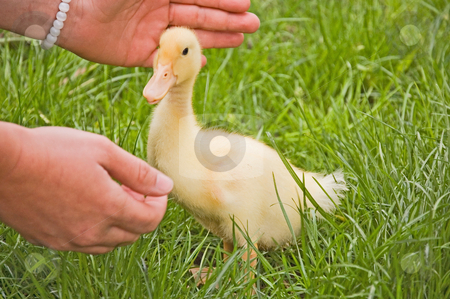 To use this stock image in your creative project, please select the size you need over to the right and click the "Add to Cart" button.
Your downloaded image will come with the Cutcaster watermark removed so don’t worry about the watermark you see on this page. Small Duckling With Hands Reaching stock photo, A photo with a small yellow duckling being watched closely by a pair of loving hands. by Valerie Garner