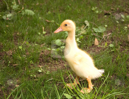 To use this stock image in your creative project, please select the size you need over to the right and click the "Add to Cart" button.
Your downloaded image will come with the Cutcaster watermark removed so don’t worry about the watermark you see on this page. One Yellow Baby Duckling stock photo, Photo of one lone yellow baby duckling walking in the grass. by Valerie Garner