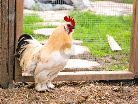 To use this stock image in your creative project, please select the size you need over to the right and click the "Add to Cart" button.
Your downloaded image will come with the Cutcaster watermark removed so don’t worry about the watermark you see on this page. Waking The Dawn stock photo, This is a photo of a beautifully colored rooster who loves to wake the dawn with his call. by Valerie Garner