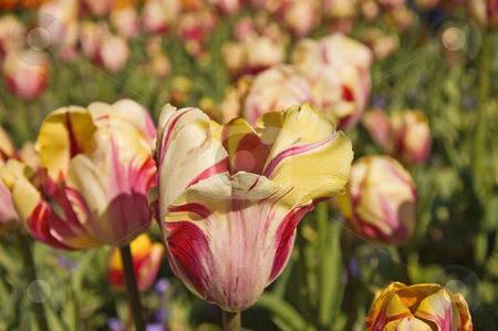 To use this stock image in your creative project, please select the size you need over to the right and click the "Add to Cart" button.
Your downloaded image will come with the Cutcaster watermark removed so don’t worry about the watermark you see on this page. Magenta and Yellow Pastel Colored Tuliips stock photo, This unusual combination of yellows and magenta creates a beautiful pastel colored tulip with a different shape. Gorgeous. by Valerie Garner