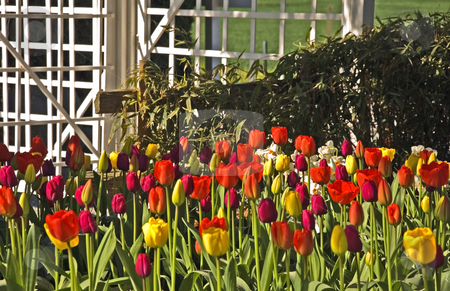To use this stock image in your creative project, please select the size you need over to the right and click the "Add to Cart" button.
Your downloaded image will come with the Cutcaster watermark removed so don’t worry about the watermark you see on this page. Multi Colored Tulips with White Lattice stock photo, This colorful display of multi colored tulips is beautiful with a white lattice backdrop. by Valerie Garner