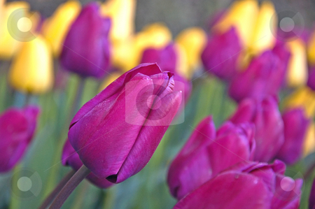 To use this stock image in your creative project, please select the size you need over to the right and click the "Add to Cart" button.
Your downloaded image will come with the Cutcaster watermark removed so don’t worry about the watermark you see on this page. Bright Purple Tulip Among Tulips stock photo, Brightly colored purple tulip is amoung other purple and yellow tulips in this garden scene. by Valerie Garner