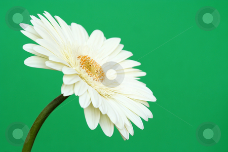 To use this stock image in your creative project, please select the size you need over to the right and click the "Add to Cart" button.
Your downloaded image will come with the Cutcaster watermark removed so don’t worry about the watermark you see on this page. White Gerbera Daisy on Green stock photo, Sideways view of a lovely fresh white gerbera daisy on a plain green background. by Helen Shorey