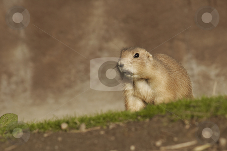 To use this stock image in your creative project, please select the size you need over to the right and click the "Add to Cart" button.
Your downloaded image will come with the Cutcaster watermark removed so don’t worry about the watermark you see on this page. A Prairie Dog Hunting stock photo, A prairie dog is on hunting. by SuiPhoto