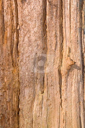 To use this stock image in your creative project, please select the size you need over to the right and click the "Add to Cart" button.
Your downloaded image will come with the Cutcaster watermark removed so don’t worry about the watermark you see on this page. Natural old bark stock photo, Natural weathered old bark nice for backgrounds by Karin Claus