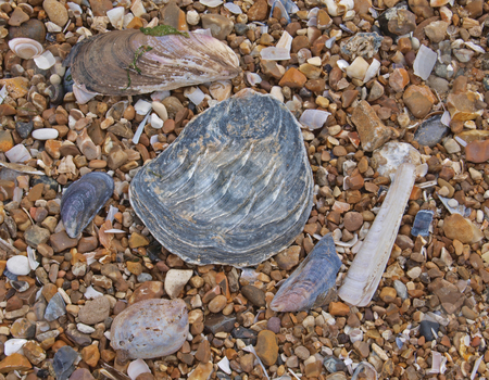 To use this stock image in your creative project, please select the size you need over to the right and click the "Add to Cart" button.
Your downloaded image will come with the Cutcaster watermark removed so don’t worry about the watermark you see on this page. Pebbles and shells on a beach. stock photo, Shells and pebbles on the high tide line. by Ian Langley
