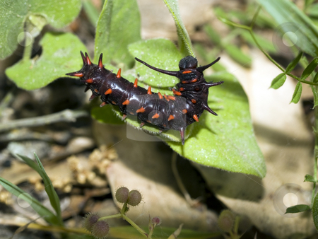 To use this stock image in your creative project, please select the size you need over to the right and click the "Add to Cart" button.
Your downloaded image will come with the Cutcaster watermark removed so don’t worry about the watermark you see on this page. Black and orange caterpillar on green leaf stock photo, Closeup of caterpillar on green leaf outdoors by Jeff Cleveland