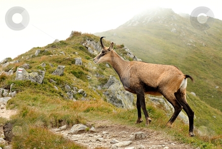 To use this stock image in your creative project, please select the size you need over to the right and click the "Add to Cart" button.
Your downloaded image will come with the Cutcaster watermark removed so don’t worry about the watermark you see on this page. Capricorn stock photo, Alpine Ibex, capricorn by Juraj Kovacik