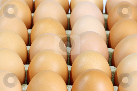 To use this stock image in your creative project, please select the size you need over to the right and click the "Add to Cart" button.
Your downloaded image will come with the Cutcaster watermark removed so don’t worry about the watermark you see on this page. Brown eggs stock photo, Lot of brown eggs in a row on a tray by Birgit Reitz-Hofmann
