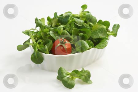 To use this stock image in your creative project, please select the size you need over to the right and click the "Add to Cart" button.
Your downloaded image will come with the Cutcaster watermark removed so don’t worry about the watermark you see on this page. Corn salad stock photo, Field salad in a bowl on white background by Birgit Reitz-Hofmann