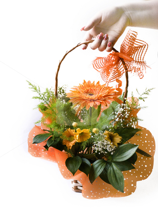 To use this stock image in your creative project, please select the size you need over to the right and click the "Add to Cart" button.
Your downloaded image will come with the Cutcaster watermark removed so don’t worry about the watermark you see on this page. Gerbera stock photo, Hand giving orange gerbera bouquet in basket over white by Desislava Dimitrova