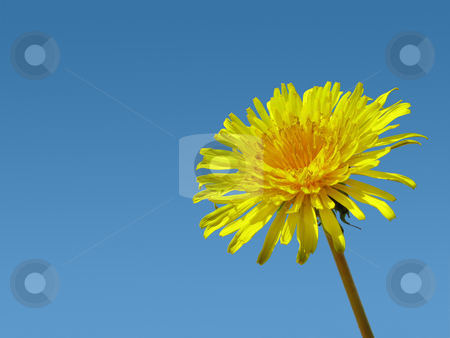 To use this stock image in your creative project, please select the size you need over to the right and click the "Add to Cart" button.
Your downloaded image will come with the Cutcaster watermark removed so don’t worry about the watermark you see on this page. Dandelion weed and blue sky. stock photo, Dandelion weed and blue sky. by Stephen Rees