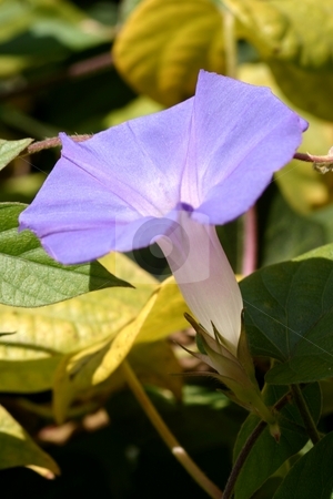 To use this stock image in your creative project, please select the size you need over to the right and click the "Add to Cart" button.
Your downloaded image will come with the Cutcaster watermark removed so don’t worry about the watermark you see on this page. Purple Morning Glory stock photo, Purple Morning Glory with green leaves in the background. by Henrik Lehnerer