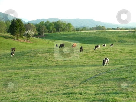 To use this stock image in your creative project, please select the size you need over to the right and click the "Add to Cart" button.
Your downloaded image will come with the Cutcaster watermark removed so don’t worry about the watermark you see on this page. Grazing Beef Cattle stock photo, A beef herd grazing the fresh spring pasture in front of a greening tree line in the cool of the evening, all the more, positioned in front of The Great Smoky Mountains. by Krystal McCammon