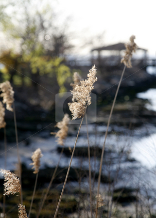 To use this stock image in your creative project, please select the size you need over to the right and click the "Add to Cart" button.
Your downloaded image will come with the Cutcaster watermark removed so don’t worry about the watermark you see on this page. Swamp Grass with Gazebo stock photo, Swamp Grass with Gazebo by Terise Slotkin