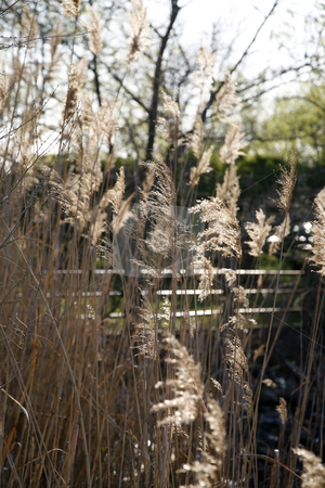 To use this stock image in your creative project, please select the size you need over to the right and click the "Add to Cart" button.
Your downloaded image will come with the Cutcaster watermark removed so don’t worry about the watermark you see on this page. Swamp Grass stock photo, Swamp Grass in Afternoon Light by Terise Slotkin