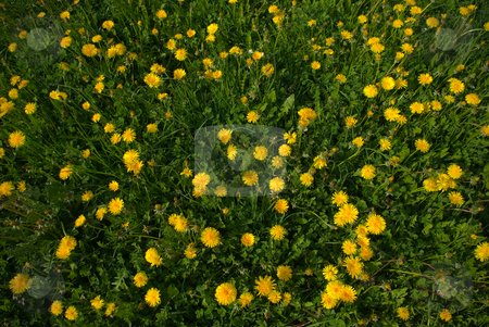 To use this stock image in your creative project, please select the size you need over to the right and click the "Add to Cart" button.
Your downloaded image will come with the Cutcaster watermark removed so don’t worry about the watermark you see on this page. Gew?hnliche L?wenzahn (Taraxacum sect. Ruderalia) - Dandelion stock photo, Der Gew?hnliche L?wenzahn (Taraxacum sect. Ruderalia) stellt eine Gruppe ?u?erst ?hnlicher und stark verwandter Pflanzen in der Gattung L?wenzahn (Taraxacum) aus der Familie der Korbbl?tler (Asteraceae) dar. - The common name Dandelion is given to members of the genus Taraxacum, a large genus of flowering plants in the family Asteraceae. by Wolfgang Heidasch