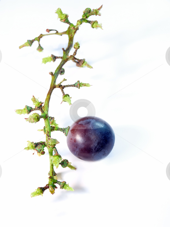 To use this stock image in your creative project, please select the size you need over to the right and click the "Add to Cart" button.
Your downloaded image will come with the Cutcaster watermark removed so don’t worry about the watermark you see on this page. Food crisis stock photo, Conceptual image which can suggest economic or agricultural problem. by Sinisa Botas