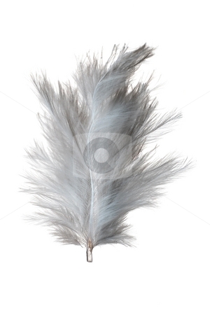 To use this stock image in your creative project, please select the size you need over to the right and click the "Add to Cart" button.
Your downloaded image will come with the Cutcaster watermark removed so don’t worry about the watermark you see on this page. White feather stock photo, White feather isolated on white background. by Gjermund Alsos