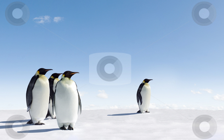 To use this stock image in your creative project, please select the size you need over to the right and click the "Add to Cart" button.
Your downloaded image will come with the Cutcaster watermark removed so don’t worry about the watermark you see on this page. Penguins stock photo, Emperor Penguins in Antarctica by Jan Martin Will
