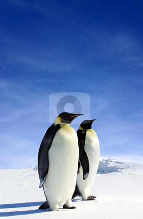 To use this stock image in your creative project, please select the size you need over to the right and click the "Add to Cart" button.
Your downloaded image will come with the Cutcaster watermark removed so don’t worry about the watermark you see on this page. Antarctic Wildlife stock photo, Two Penguins in Antarctica by Jan Martin Will