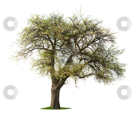 To use this stock image in your creative project, please select the size you need over to the right and click the "Add to Cart" button.
Your downloaded image will come with the Cutcaster watermark removed so don’t worry about the watermark you see on this page. Apple Tree stock photo, Apple tree in early Spring isolated against white by Jan Martin Will