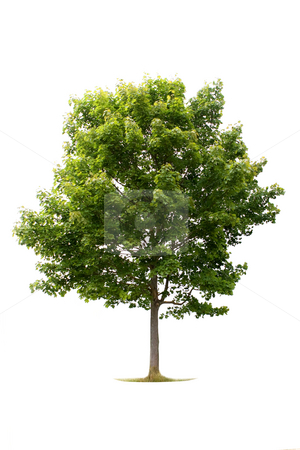 To use this stock image in your creative project, please select the size you need over to the right and click the "Add to Cart" button.
Your downloaded image will come with the Cutcaster watermark removed so don’t worry about the watermark you see on this page. Isolated Tree stock photo, Tree isolated against a white background by Jan Martin Will