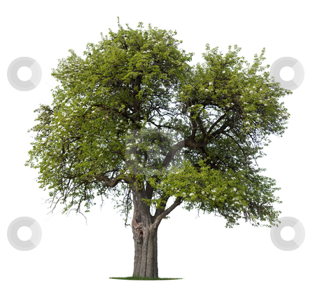 To use this stock image in your creative project, please select the size you need over to the right and click the "Add to Cart" button.
Your downloaded image will come with the Cutcaster watermark removed so don’t worry about the watermark you see on this page. Apple Tree stock photo, Blooming Apple Tree in spring by Jan Martin Will
