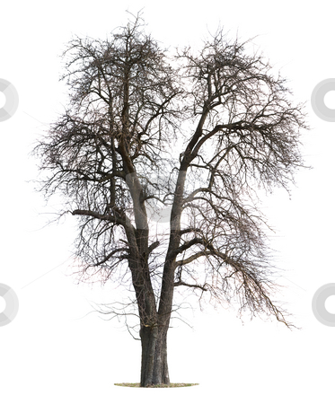 To use this stock image in your creative project, please select the size you need over to the right and click the "Add to Cart" button.
Your downloaded image will come with the Cutcaster watermark removed so don’t worry about the watermark you see on this page. Isolated Apple Tree stock photo, Isolated Apple Tree in Winter by Jan Martin Will