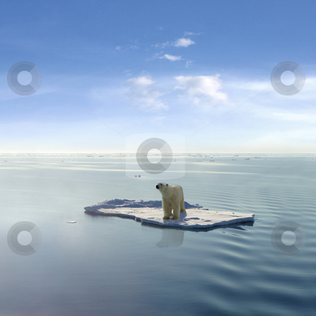 To use this stock image in your creative project, please select the size you need over to the right and click the "Add to Cart" button.
Your downloaded image will come with the Cutcaster watermark removed so don’t worry about the watermark you see on this page. The last Polar Bear stock photo, A polar bear managed to get on one of the last ice floes floating in the Arctic sea. Due to global warming the natural environment of the polar bear in the Arctic has changed a lot. The Arctic sea has much less ice than it had some years ago. by Jan Martin Will