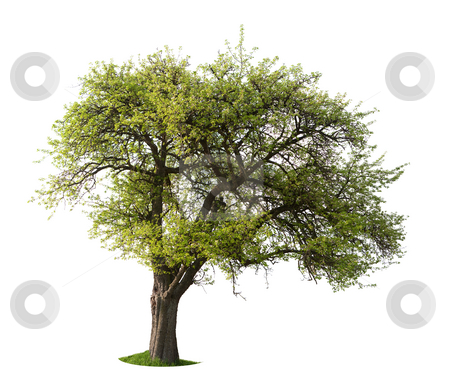 To use this stock image in your creative project, please select the size you need over to the right and click the "Add to Cart" button.
Your downloaded image will come with the Cutcaster watermark removed so don’t worry about the watermark you see on this page. Isolated Apple Tree stock photo, Isolated Apple tree in spring by Jan Martin Will