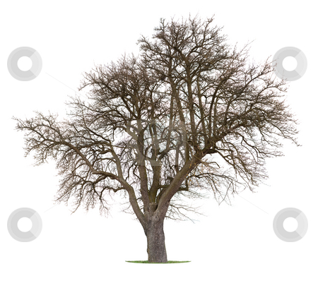 To use this stock image in your creative project, please select the size you need over to the right and click the "Add to Cart" button.
Your downloaded image will come with the Cutcaster watermark removed so don’t worry about the watermark you see on this page. Apple Tree stock photo, Isolated Apple Tree inbetween the season of winter and spring by Jan Martin Will