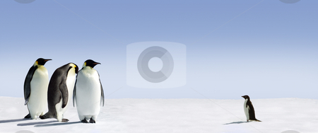 To use this stock image in your creative project, please select the size you need over to the right and click the "Add to Cart" button.
Your downloaded image will come with the Cutcaster watermark removed so don’t worry about the watermark you see on this page. Courage stock photo, Three emperor penguins are met by an adelie penguin by Jan Martin Will