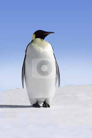 To use this stock image in your creative project, please select the size you need over to the right and click the "Add to Cart" button.
Your downloaded image will come with the Cutcaster watermark removed so don’t worry about the watermark you see on this page. Penguin stock photo, Single emperor penguin in Antarctica by Jan Martin Will