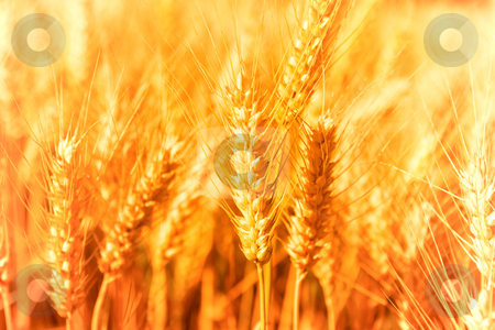 To use this stock image in your creative project, please select the size you need over to the right and click the "Add to Cart" button.
Your downloaded image will come with the Cutcaster watermark removed so don’t worry about the watermark you see on this page. Golden Harvest stock photo, Golden glowing wheat field in Germany by Jan Martin Will
