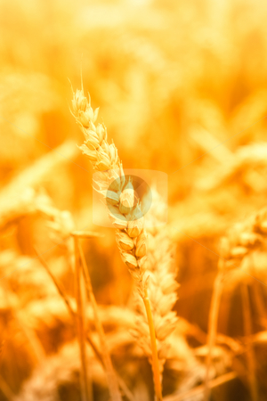 To use this stock image in your creative project, please select the size you need over to the right and click the "Add to Cart" button.
Your downloaded image will come with the Cutcaster watermark removed so don’t worry about the watermark you see on this page. Farming stock photo, Close-up of a golden corn field by Jan Martin Will